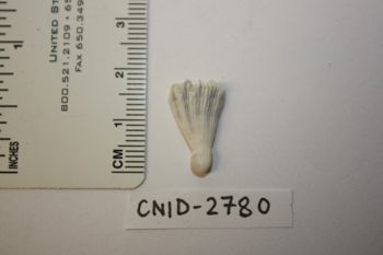 Media type: image;   Invertebrate Zoology CNID-2780 Description: Preserved specimen.;